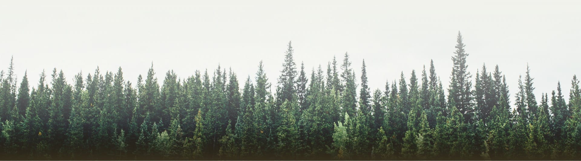 In the woods of Armentarola