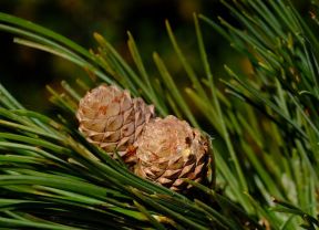 Swiss pine