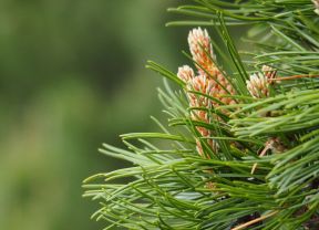 The dwarf mountain pine