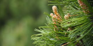 The dwarf mountain pine